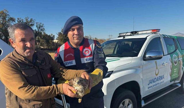 Yaralı boz şahin jandarma tarafından kurtarıldı