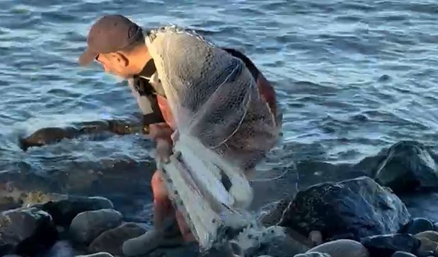 Kıyıya vuran balıkları saçma ağla yakalamak için böyle uğraş verdi