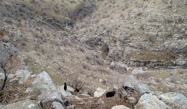 Keçiler, TikTok yüzünden mahsur kaldı