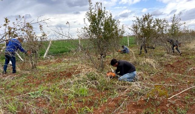 AB tescilli Suruç narında budama sezonu başladı