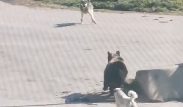 Kış uykusundan uyanıp köye inen ayıyı köpekler kovaladı: O anlar kamerada