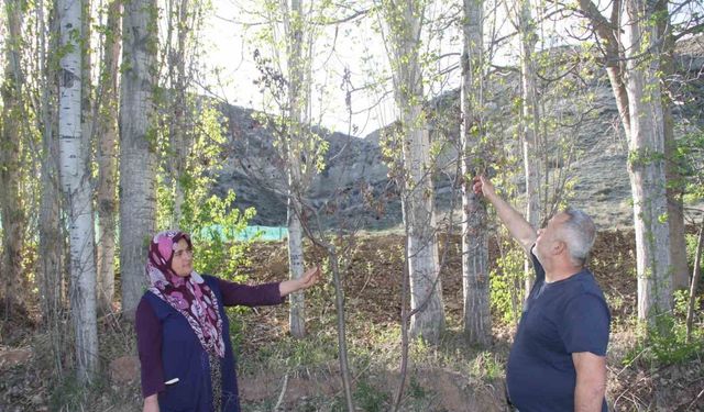Meyve ağaçları zirai dondan etkilenen çiftçiler, hububattan umutlu