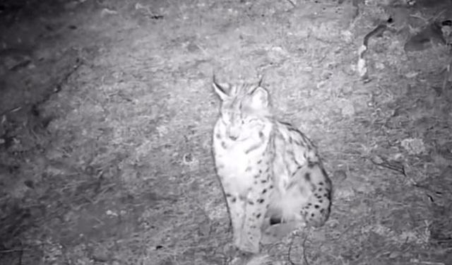 "Ormanın hayaleti" vaşak doğal ortamında kaydedildi