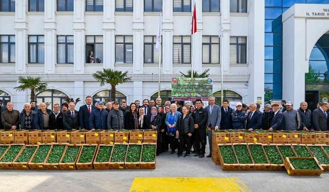 Yalova’da çiftçilere 375 bin adet sebze fidesi dağıtıldı