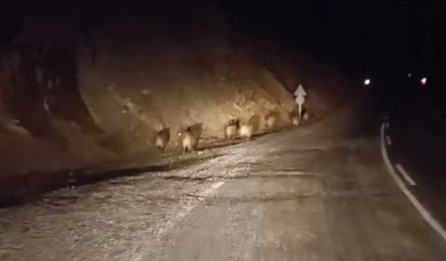 Yüksekova’da domuz sürüsü kamerada