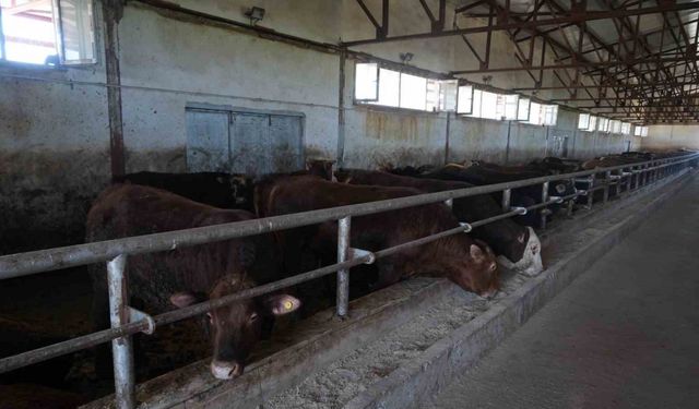 30 bin hayvan sevk edildi, 3 milyar TL’lik gelir bekleniyor