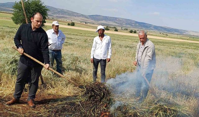 Araban Ovası’nda firik sezonu başladı