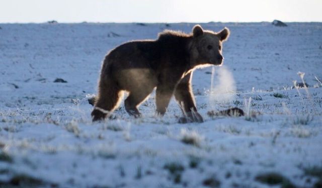 Ardahan’da boz ayı böyle görüntülendi