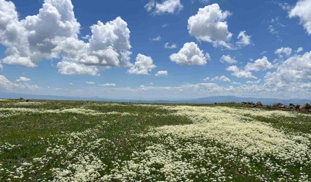 Arpaçay Ovası renk cümbüşüne büründü
