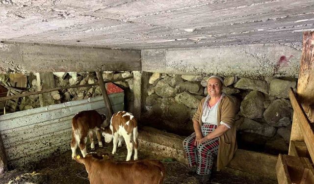 Artvin’de bir inek dördüz doğurdu, aile büyük sevinç yaşadı