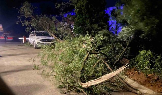 Artvin’de fırtına çatıları uçurdu, ağaçlar devrildi