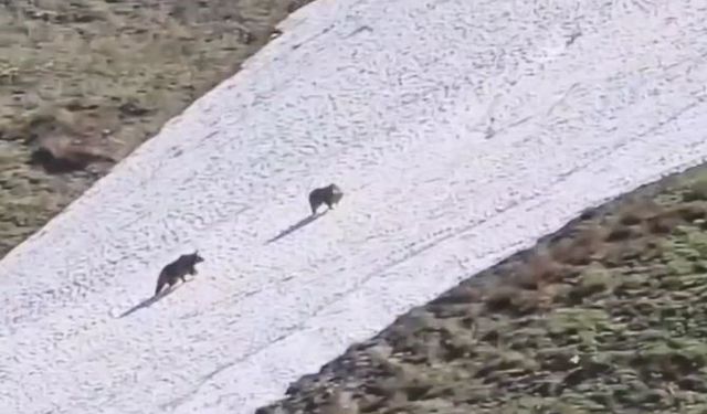 Artvin’de iki boz ayının kar üzerindeki eğlencesi görenleri gülümsetti