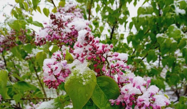 Artvin´de Mayıs ayında kar sürprizi