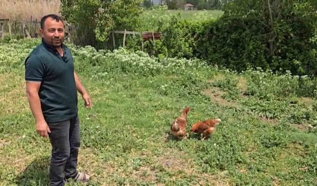 Bahçesine giren tilkiye böyle seslendi: "Kanun namına teslim ol"