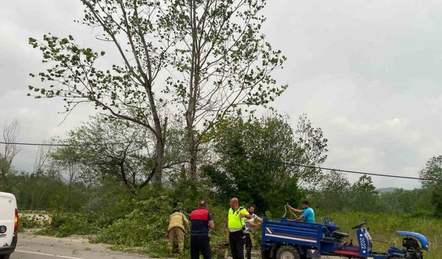 Bartın’da şiddetli fırtınada ağaçlar devrildi