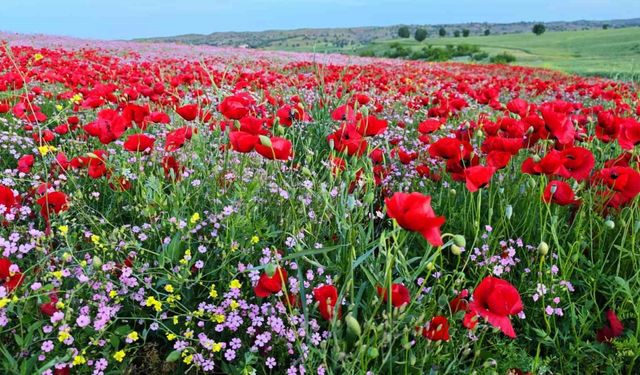 Batman’da gelincik ve papatyalar cümbüşü oluşturdu