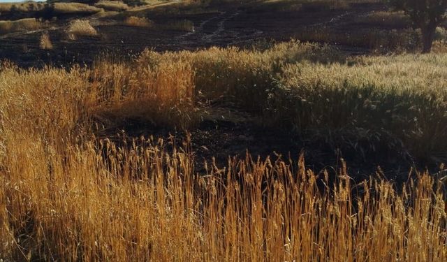 Batman’da soda şişesi 100 dönümlük ekili araziyi küle çevirdi