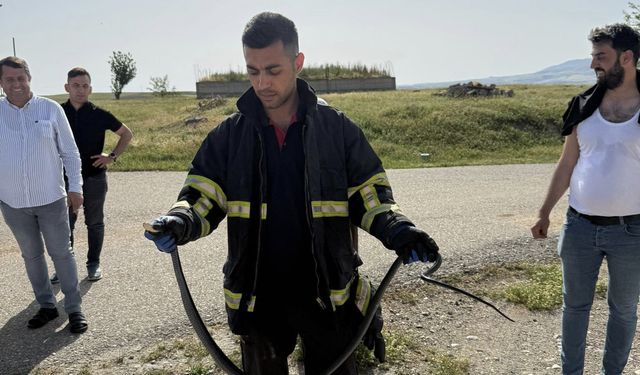 Batman’da tavan arasına giren yılan paniğe neden oldu