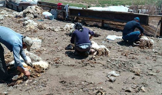 Batman’da yaylada kalan göçerler peynir üretiyor