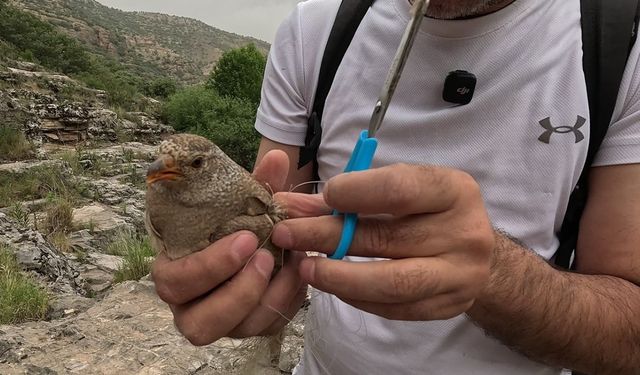 Cehennem Deresi’nde kum kekliği operasyonu