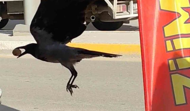 Ceviz çalan karga kameralara yakalandı
