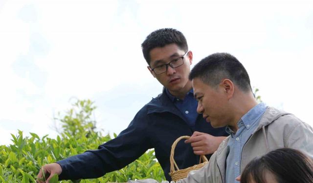 Çin’den gelen akademisyenler Rize’de çay topladı