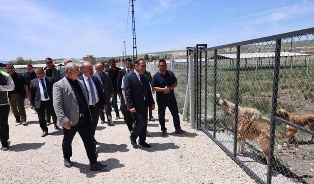 Çorum’da sokak hayvanları için yapılan "Doğal Yaşam Alanı"nda çalışmalar tamamlandı