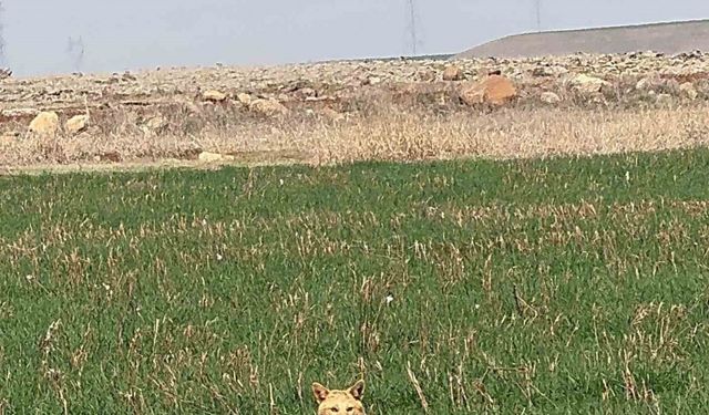 Diyarbakır’da tarlada kurt gören vatandaş cep telefonuyla kayda aldı