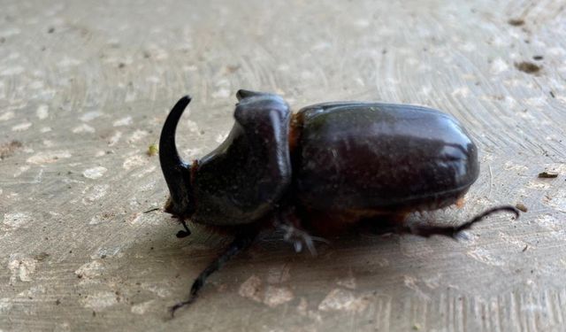 Dünyanın en güçlü böceği Manisa’da bulundu