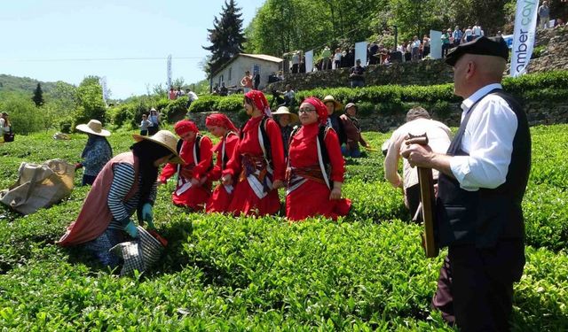 Dünyanın en kaliteli fındığının üretildiği Giresun’da kemençe eşliğinde çay hasat şenliği yapıldı