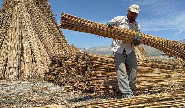 Eber Gölü’nde kamış hasadı başladı