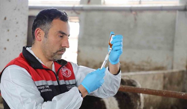 Eskişehir’de şap aşılama kampanyası yüzde 100 başarıyla tamamlandı