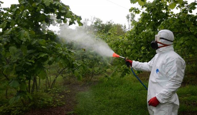 Fındıkta külleme hastalığına karşı mücadelye başlandı