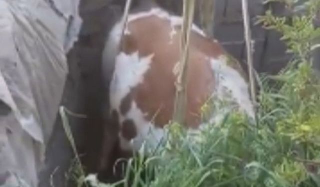 Fosseptik çukuruna düşen inek kurtarıldı