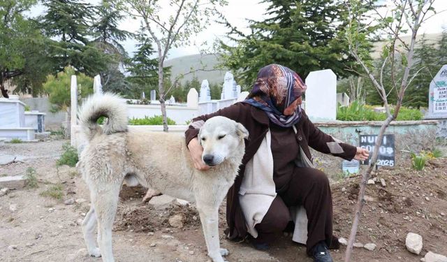 ’Garip’in vefası: Ölen sahibinin mezarından ayrılmıyor