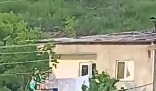 Gümüşhane’de gündüz vakti şehrin merkezine inen ayı, paniğe yol açtı