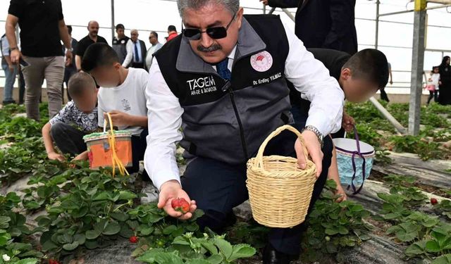 Huzurevinde kalan büyükler ve koruma altındaki çocuklar, çilek hasadı yaptı
