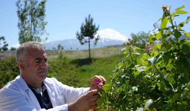 Iğdır Üniversitesi’nde yetişen güller kozmetik ürünlere dönüşüyor