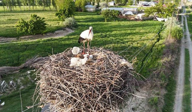 Iğdır’da elektrik direkleri leylek yuvasına dönüştü: O yuvalar havadan görüntülendi