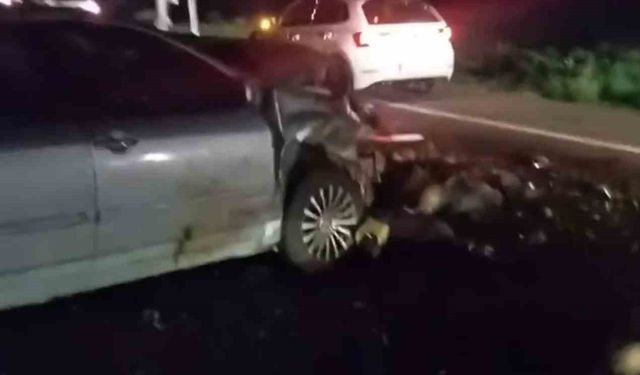 Iğdır’da otomobil hayvan sürüsüne çarptı: 25 koyun telef oldu