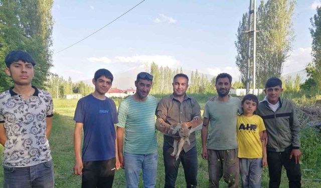 Iğdır’da yardıma muhtaç halde bulunan tilki doğal yaşamına kavuşturuldu