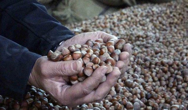 INC Türkiye fındık rekoltesini açıkladı, fındık fiyatları 220 liradan 180 liraya düştü