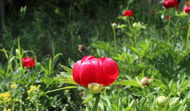 ’İtecik Lalesi’ni koparmanın cezası 550 bin TL