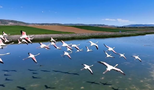 Jandarmadan Uyuz Gölünde kuş devriyesi