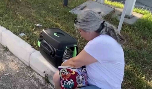 Kadın sürücü önce ağlayıp şoka girdi, sonra kedisine su verdi