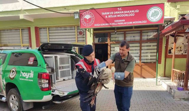 Karaman’da yaralı leylek koruma altına alındı