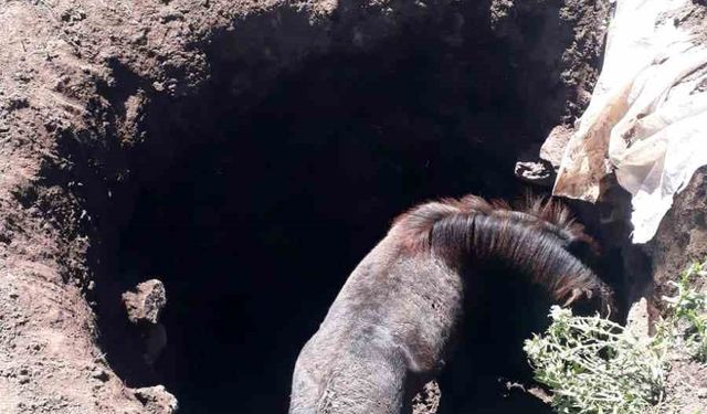 Kars’ta kuyuya düşen atı kendi imkanlarıyla kurtardılar