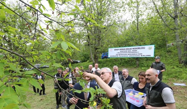Kestane gal arısına karşı doğa dostu çözüm: Avcı böcek