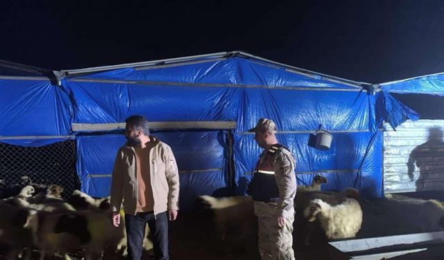 Kilis İl Jandarma Komutanlığı kayıp küçükbaş hayvanları buldu