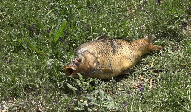 Kırklareli’nde balık ölümlerine ilişkin inceleme başlatıldı